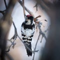 Lesser Spotted Woodpecker Dendrocopos minor Royalty Free Stock Photo